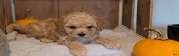 Miniature Poodle dogs for sale: Lexi - Ad 5