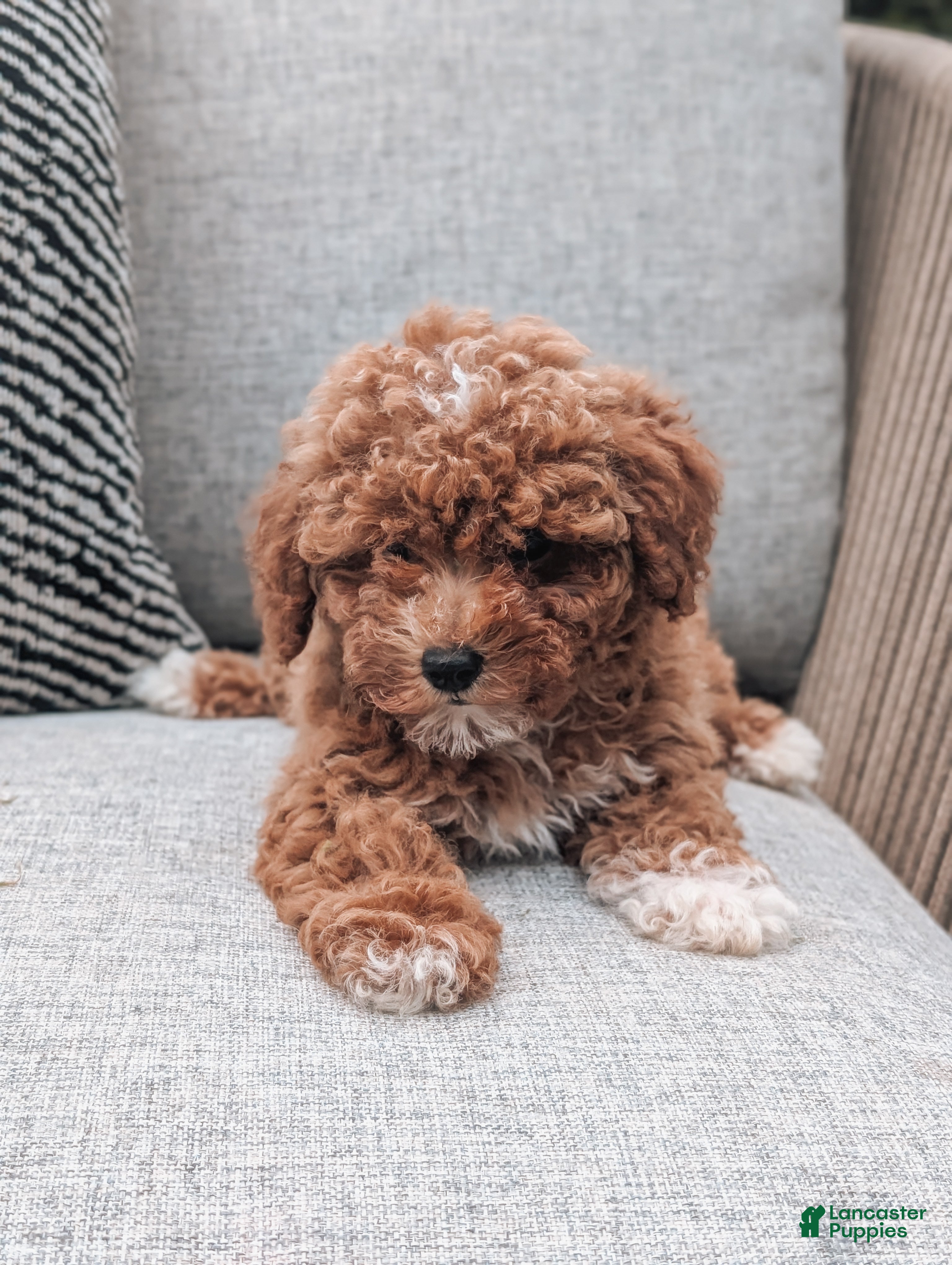 Miniature Poodle dogs Daisy - Ad 1