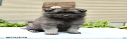 Keeshond dogs for sale: Silver - Ad 2