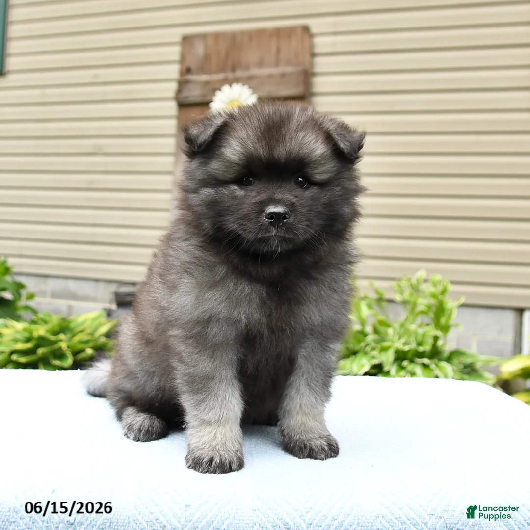 Keeshond dogs for sale: Silver - Ad 2