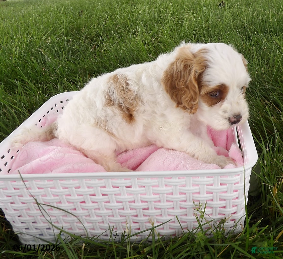 Cockapoo dogs for sale: Peony - Ad 2