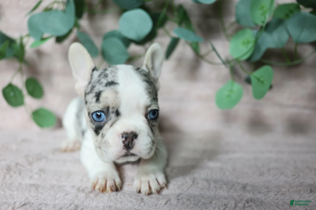 French Bulldog dogs for sale: Stella - Ad 2