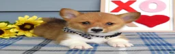 Welsh Corgi Pembroke dogs for sale: Winston - Ad 7