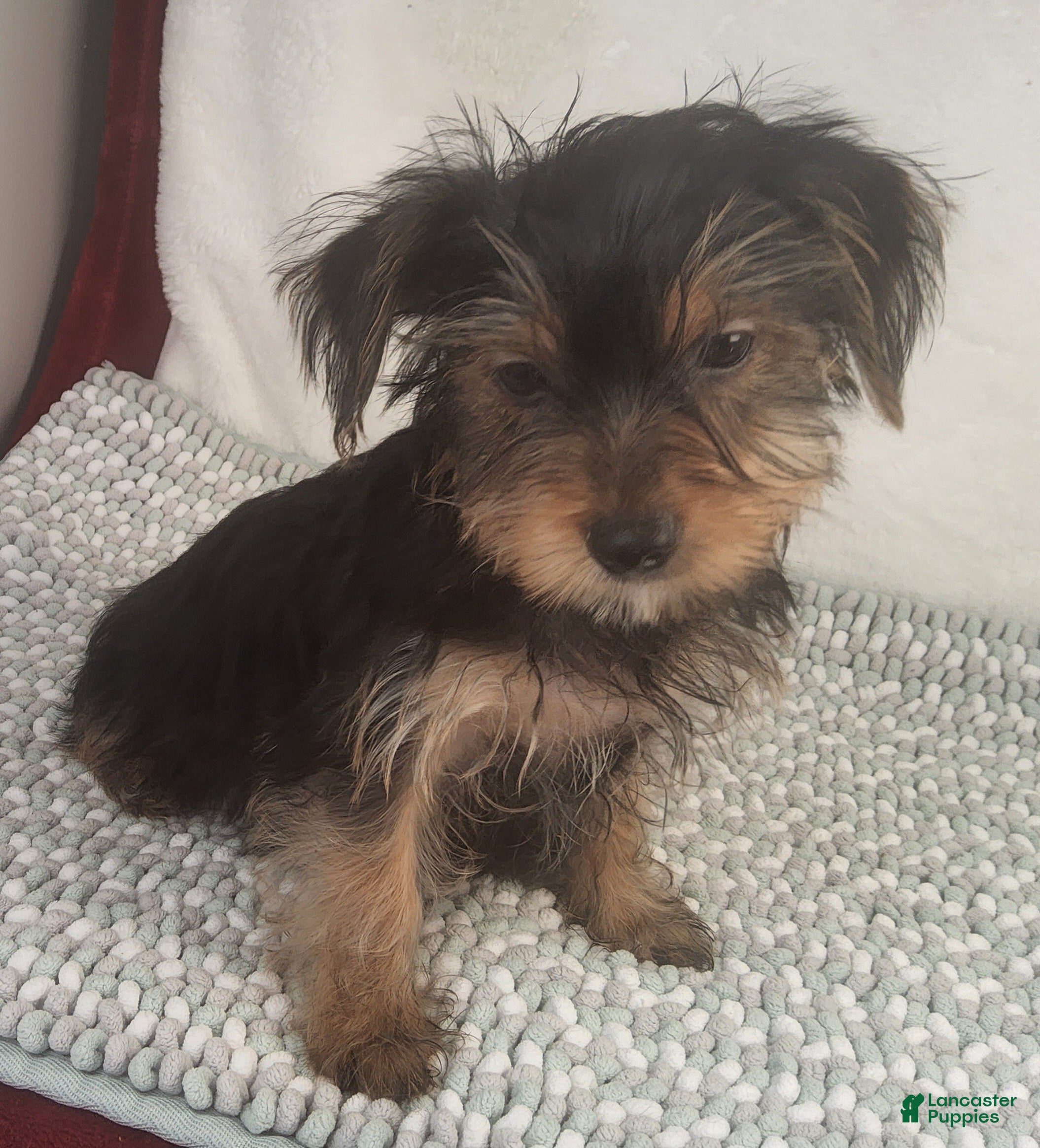 Yorkshire Terrier dogs Duramax Zidan - Ad 1