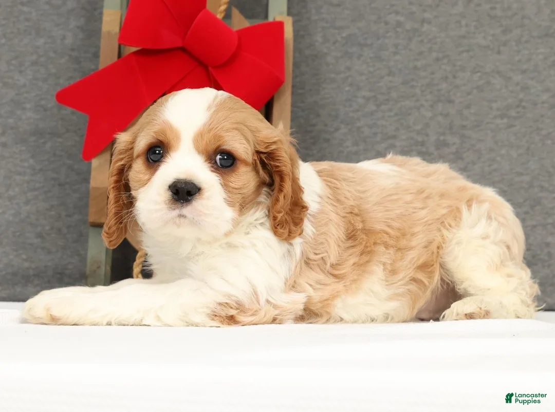 Cavalier King Charles Spaniel dogs for sale: Prince - Ad 4
