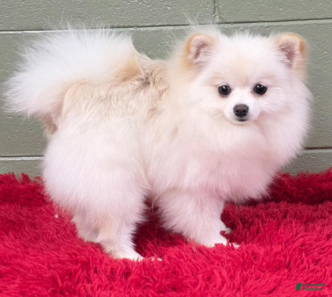 Pomeranian dogs for sale: Pomeranian Puppy 1 - Ad 7