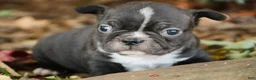 Boston Terrier dogs for sale: Carl Boston Terrier  - Ad 7