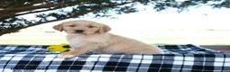 Golden Retriever dogs for sale: AJ - Ad 3