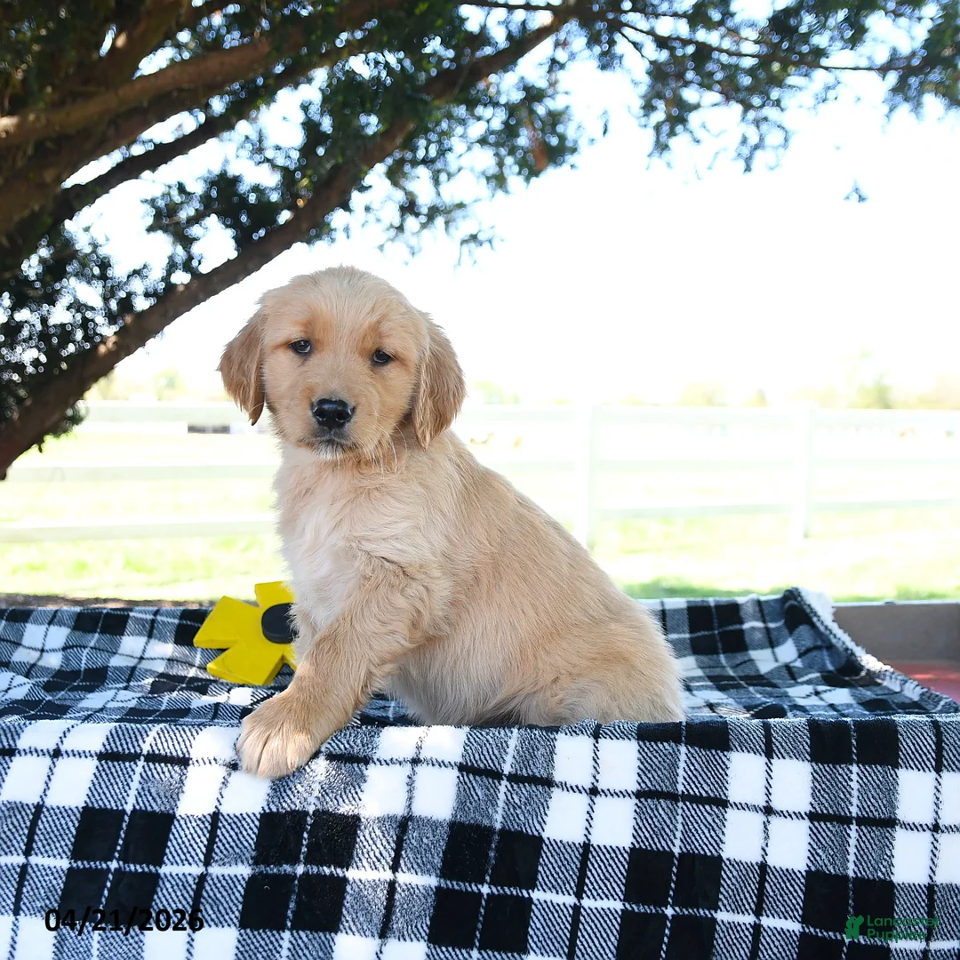Golden Retriever dogs for sale: AJ - Ad 3