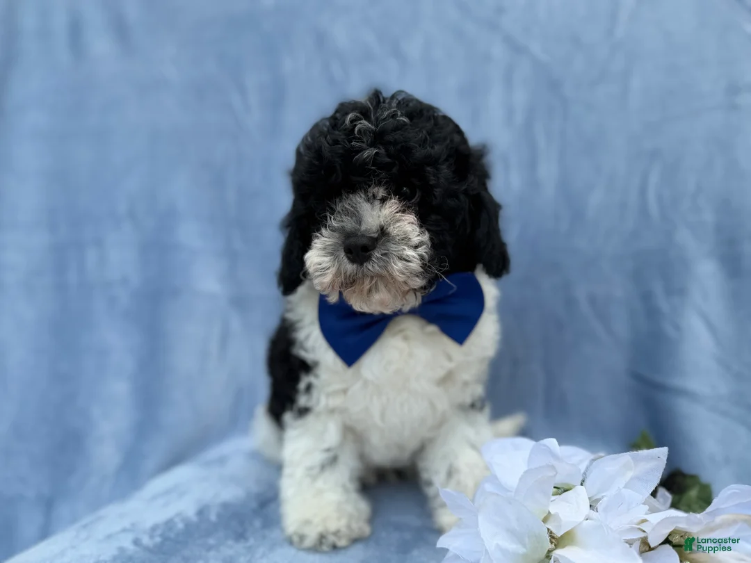 Cavapoo dogs for sale: Odie - Ad 7