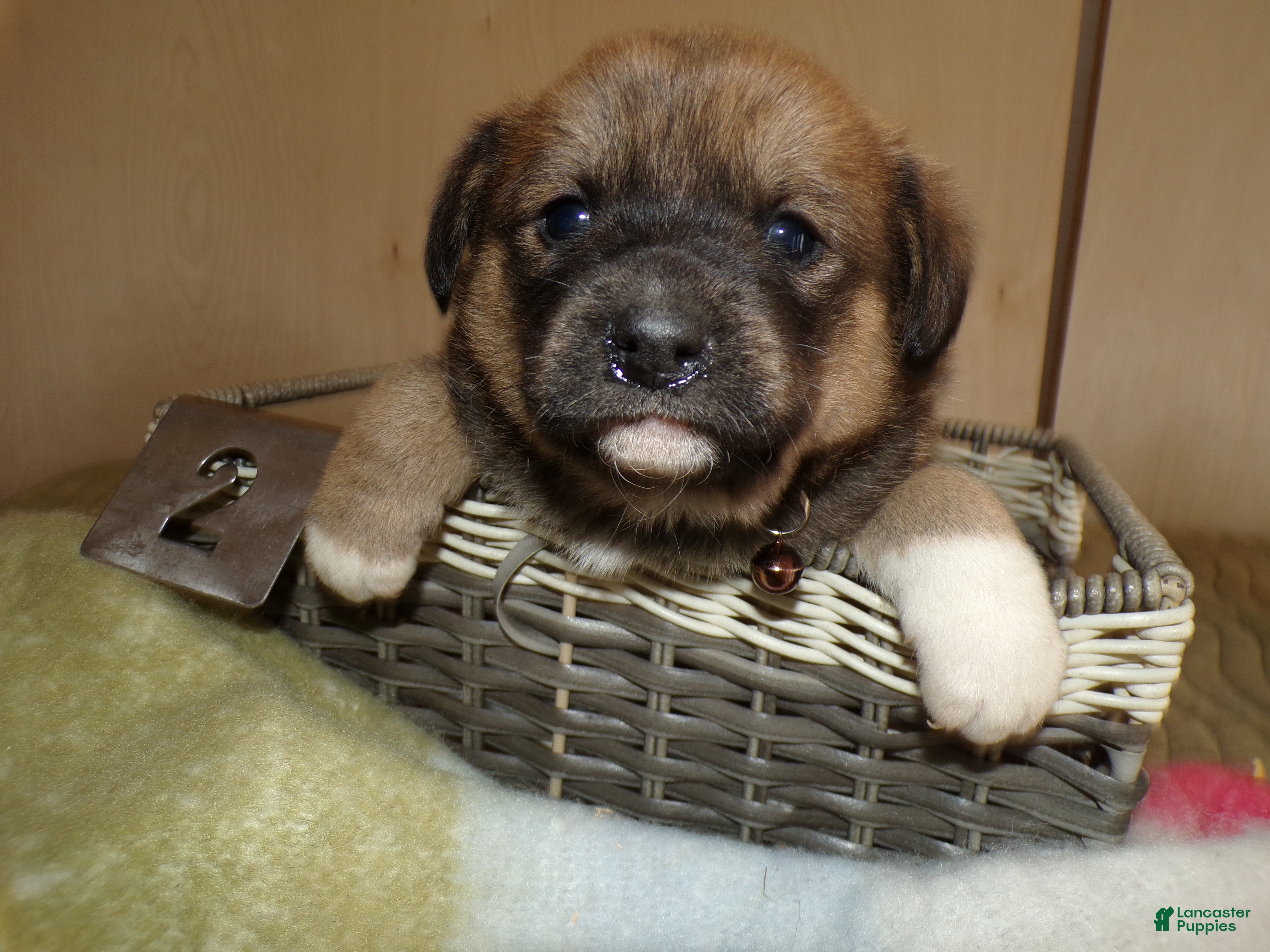 Border Collie dogs Border Collie Puppy 3 Miranda - Ad 26