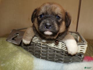 Border Collie dogs Border Collie Puppy 3 Miranda - Ad 17