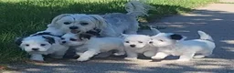Malshi dogs for sale: Joy - Ad 6