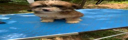 Shihpoo dogs for sale: Sweet baby girl  - Ad 9