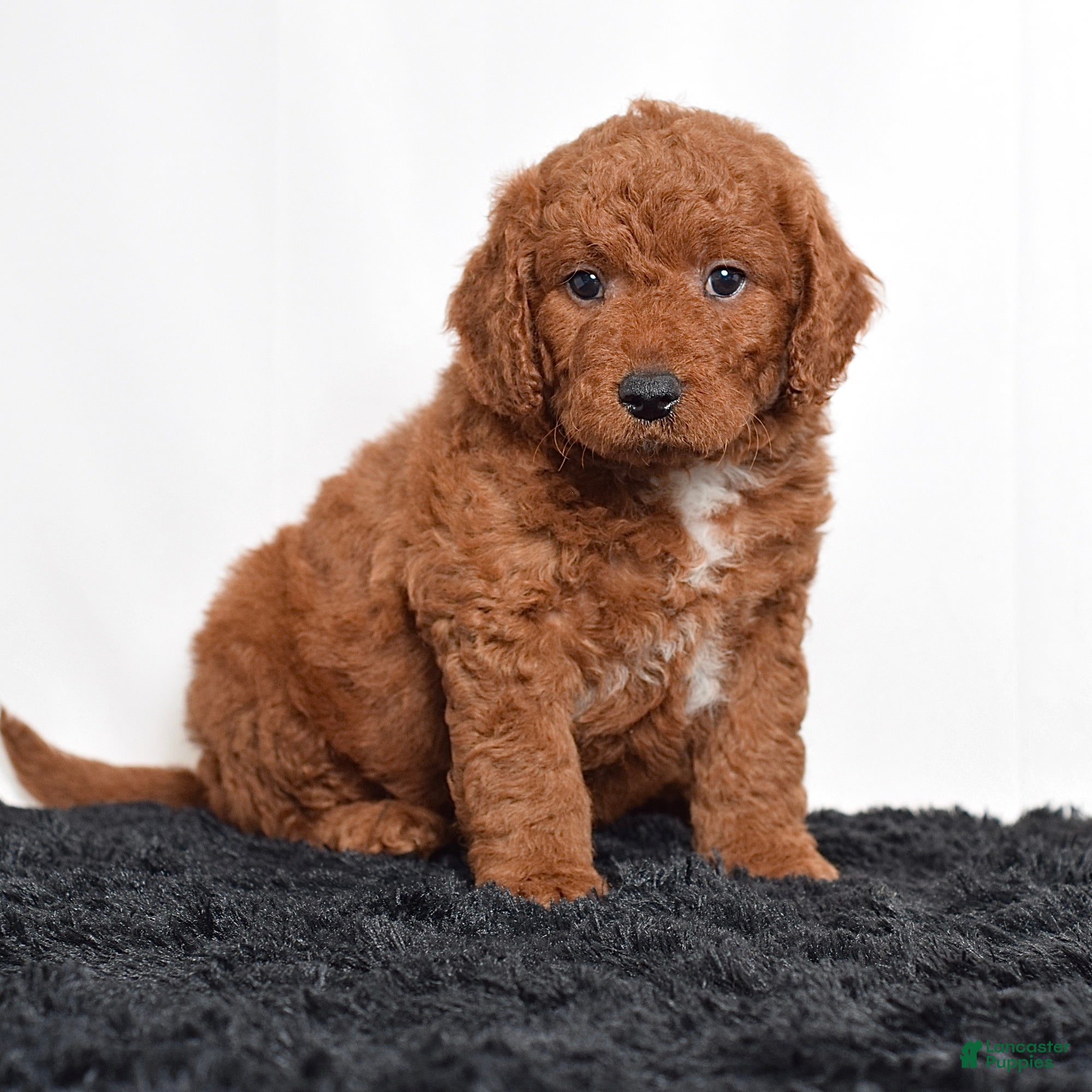Mini Goldendoodle dogs for sale:  Malcolm - Ad 3