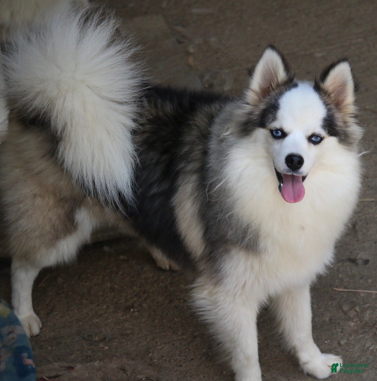 Pomsky dogs Bam bam - Ad 1