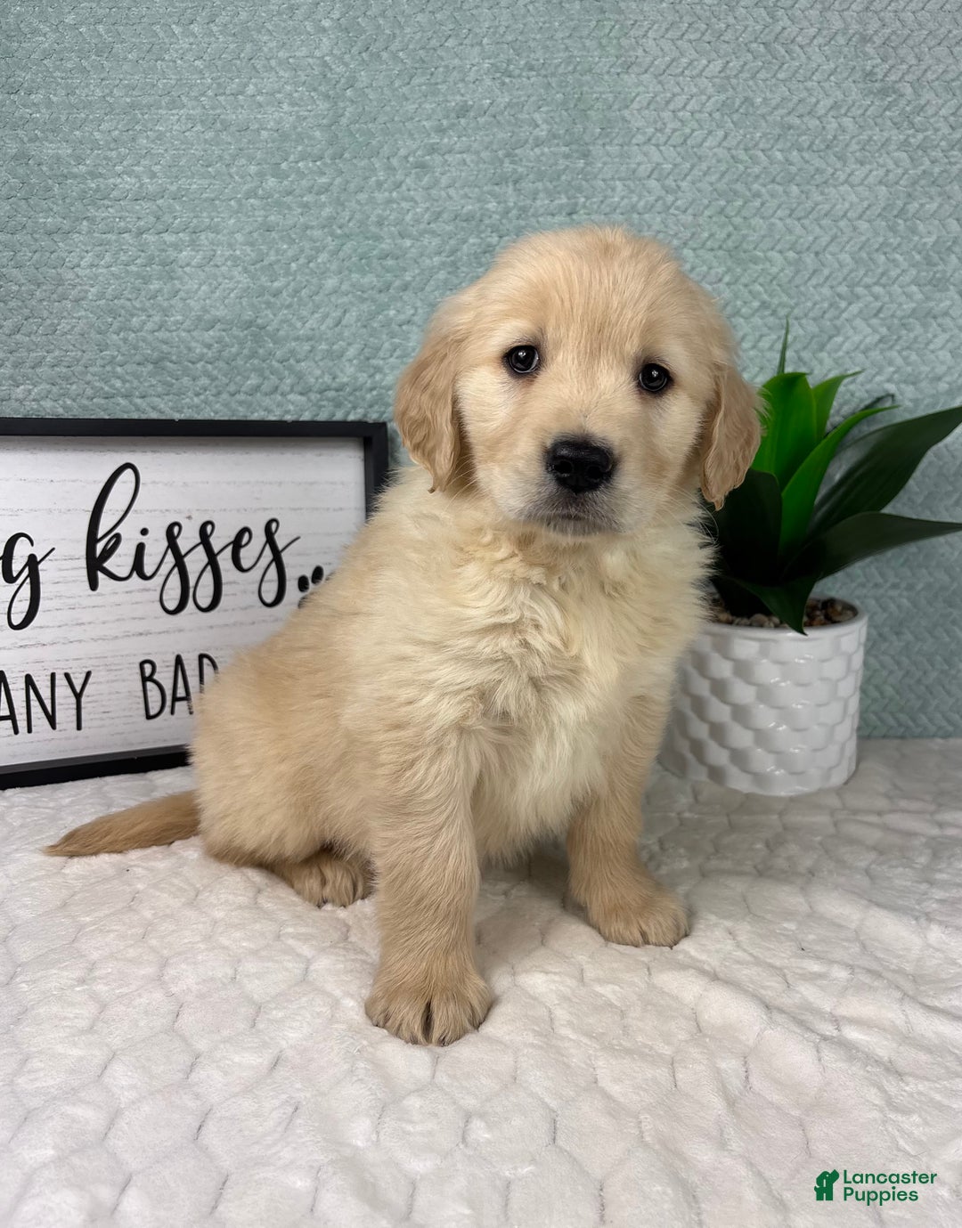 Golden Retriever dogs for sale: Graham  - Ad 3