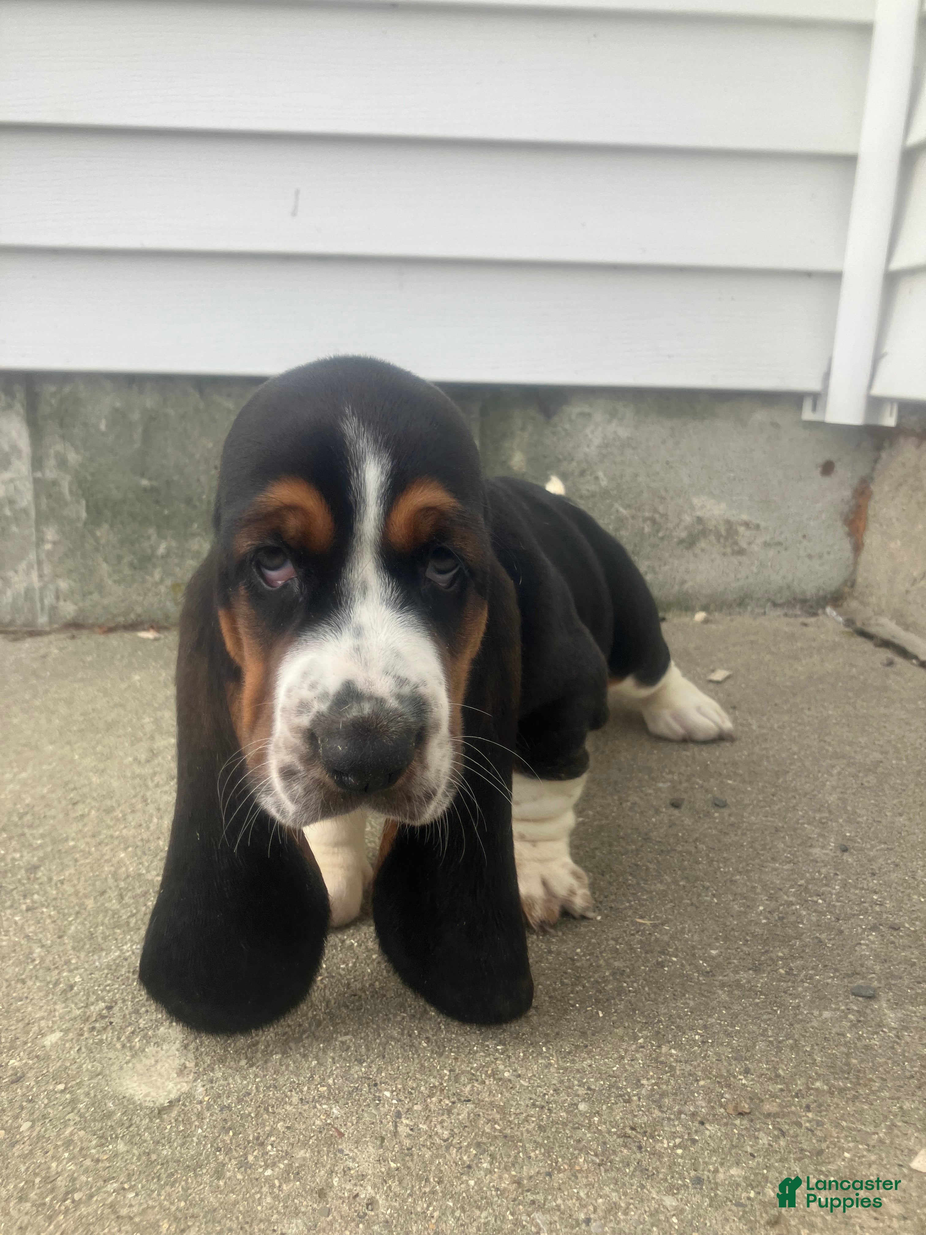 Basset Hound dogs Libby - Ad 35