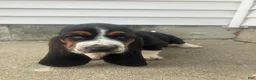 Basset Hound dogs for sale: Libby - Ad 1