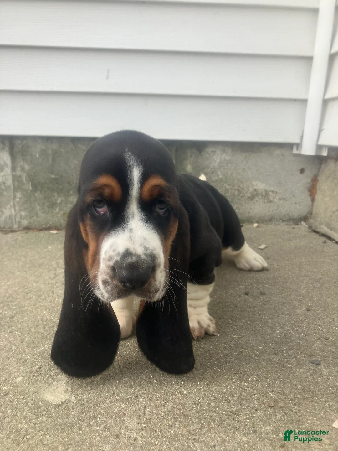 Basset Hound dogs for sale: Libby - Ad 1