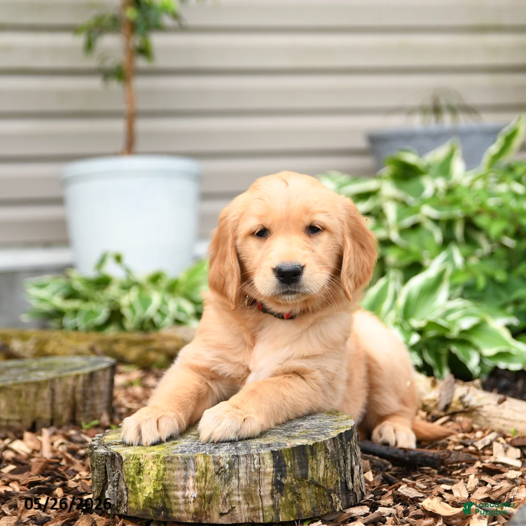 Golden Retriever dogs for sale: Georgia - Ad 1