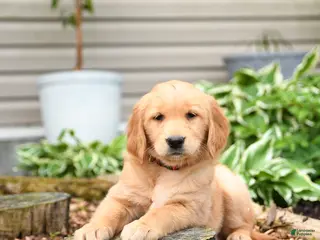 Golden Retriever dogs for sale: Georgia - Ad 4