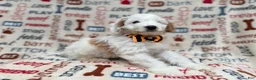 Cockapoo dogs for sale: Louie - Ad 9