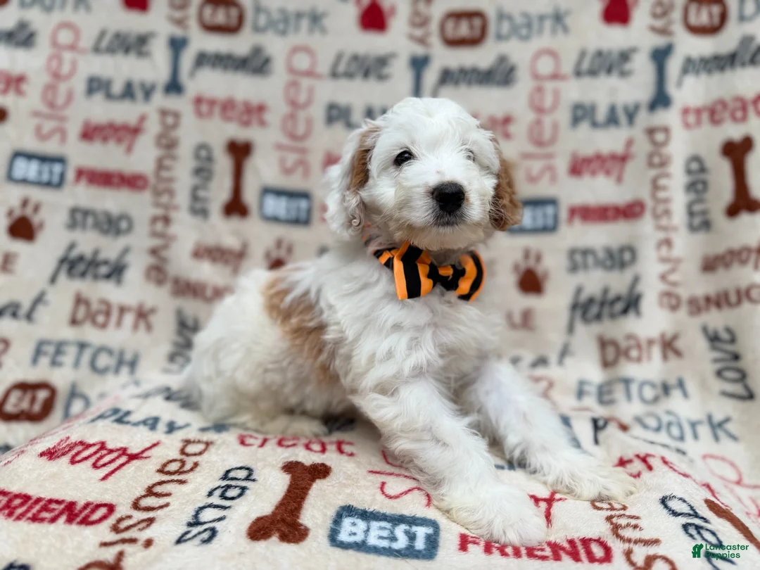 Cockapoo dogs for sale: Louie - Ad 9