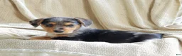 Mixed Breed dogs for sale: Oakley - Ad 3