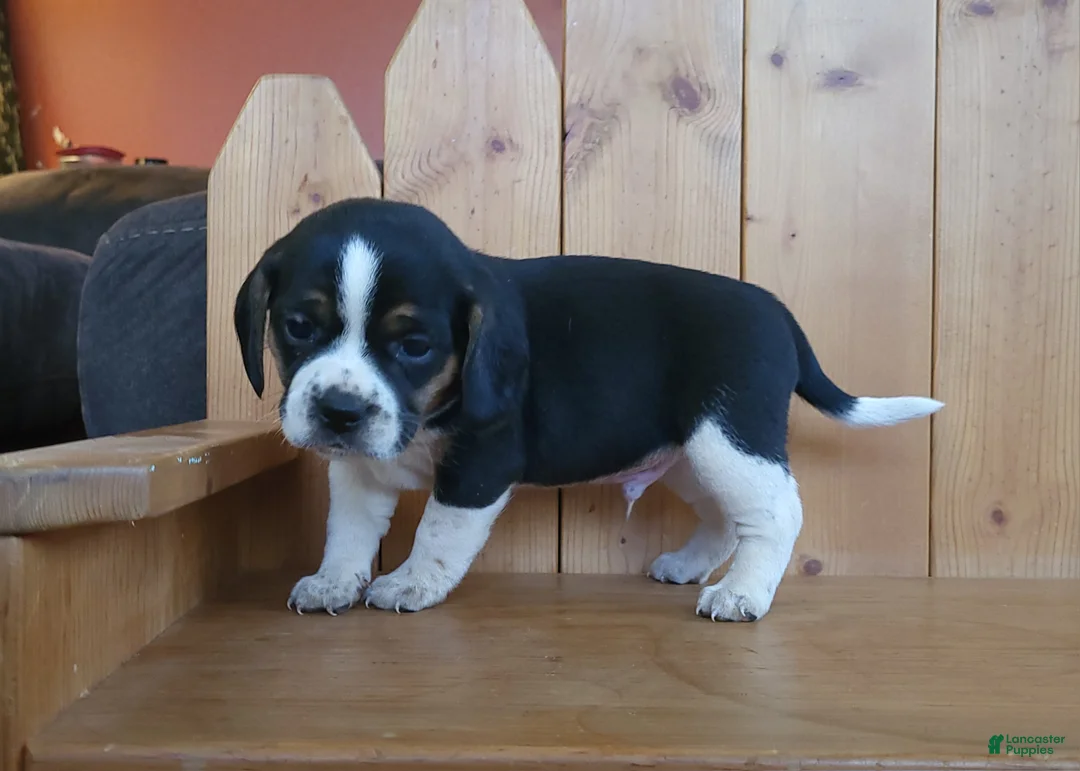 Puggle dogs for sale: Sarge - Ad 2