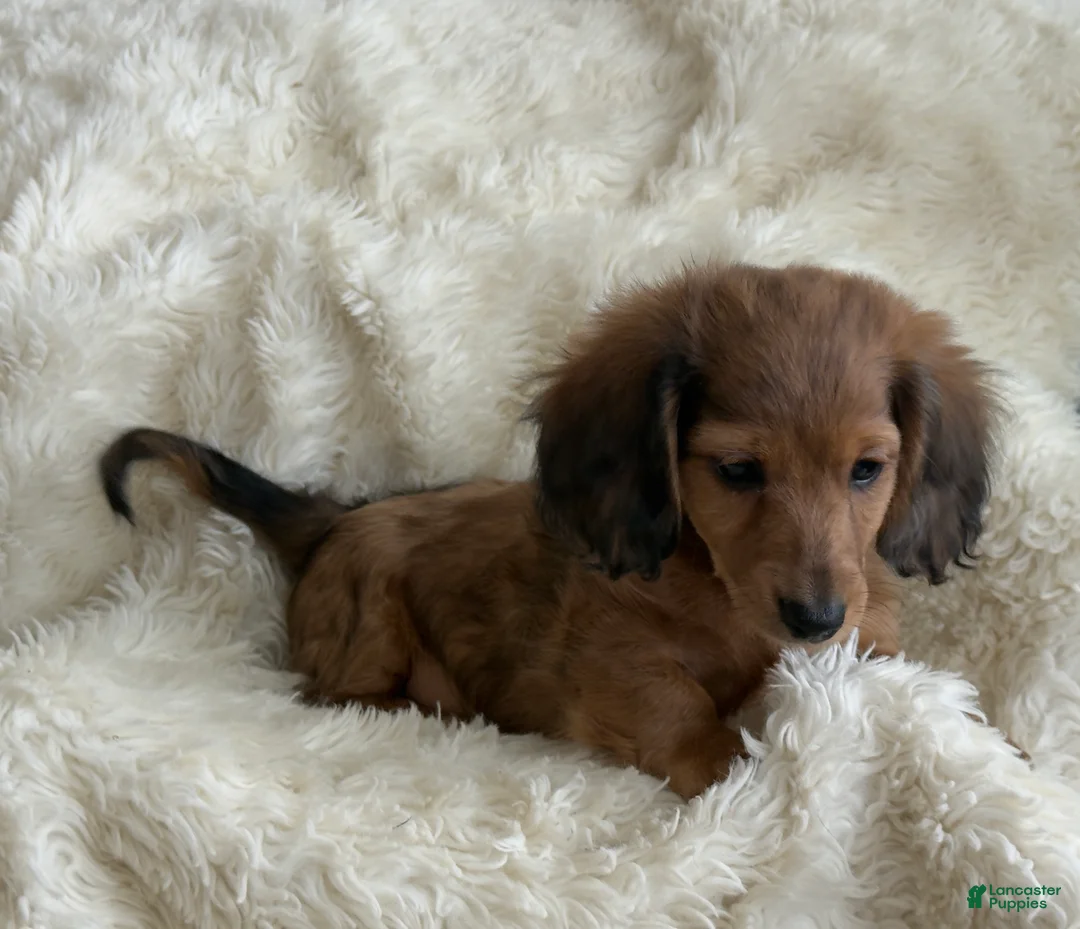 Miniature Dachshund dogs for sale: Teddy - Ad 2