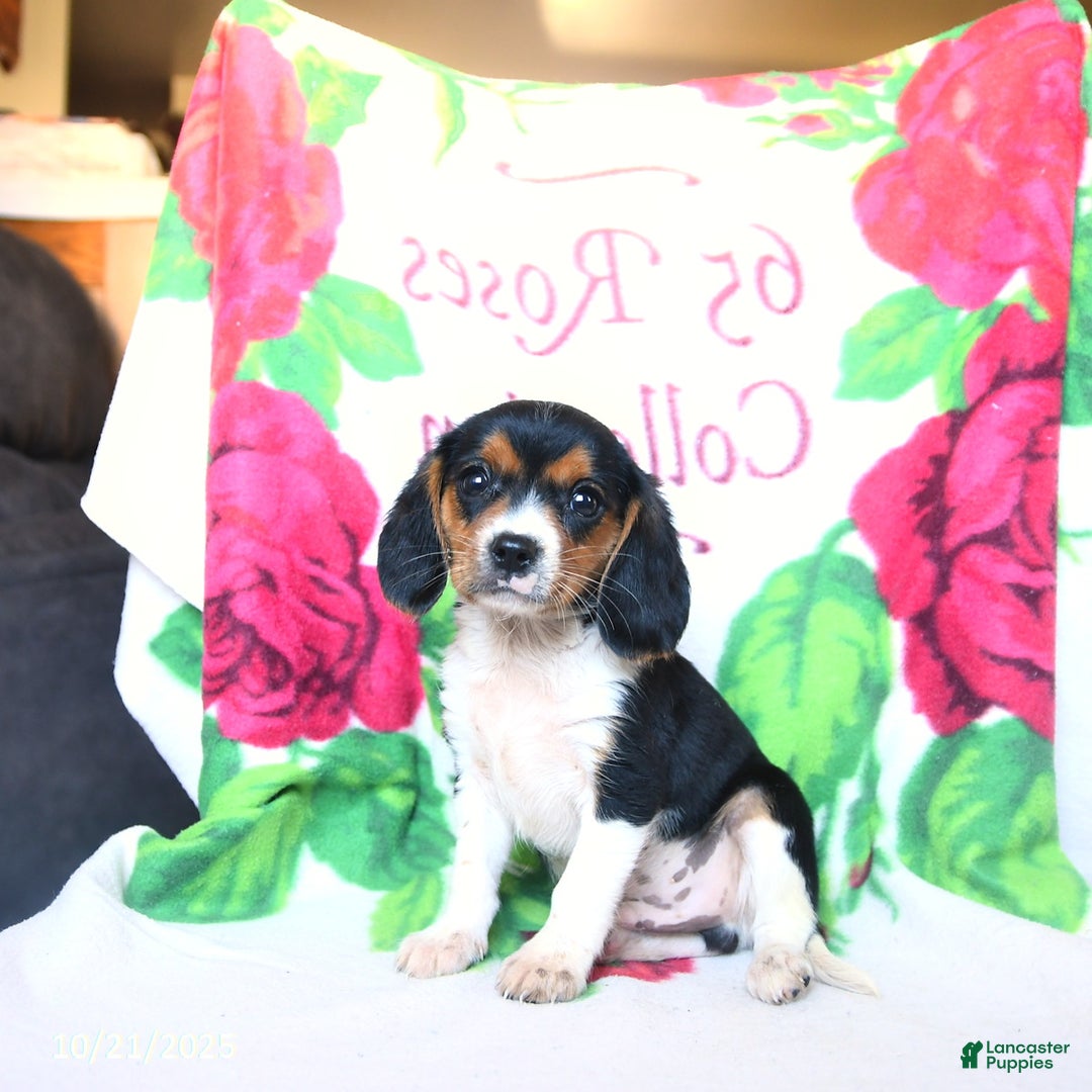 Beaglier dogs for sale: Enzo - Ad 1