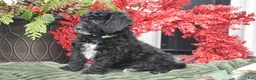Miniature Poodle dogs for sale: Bat Man - Ad 3