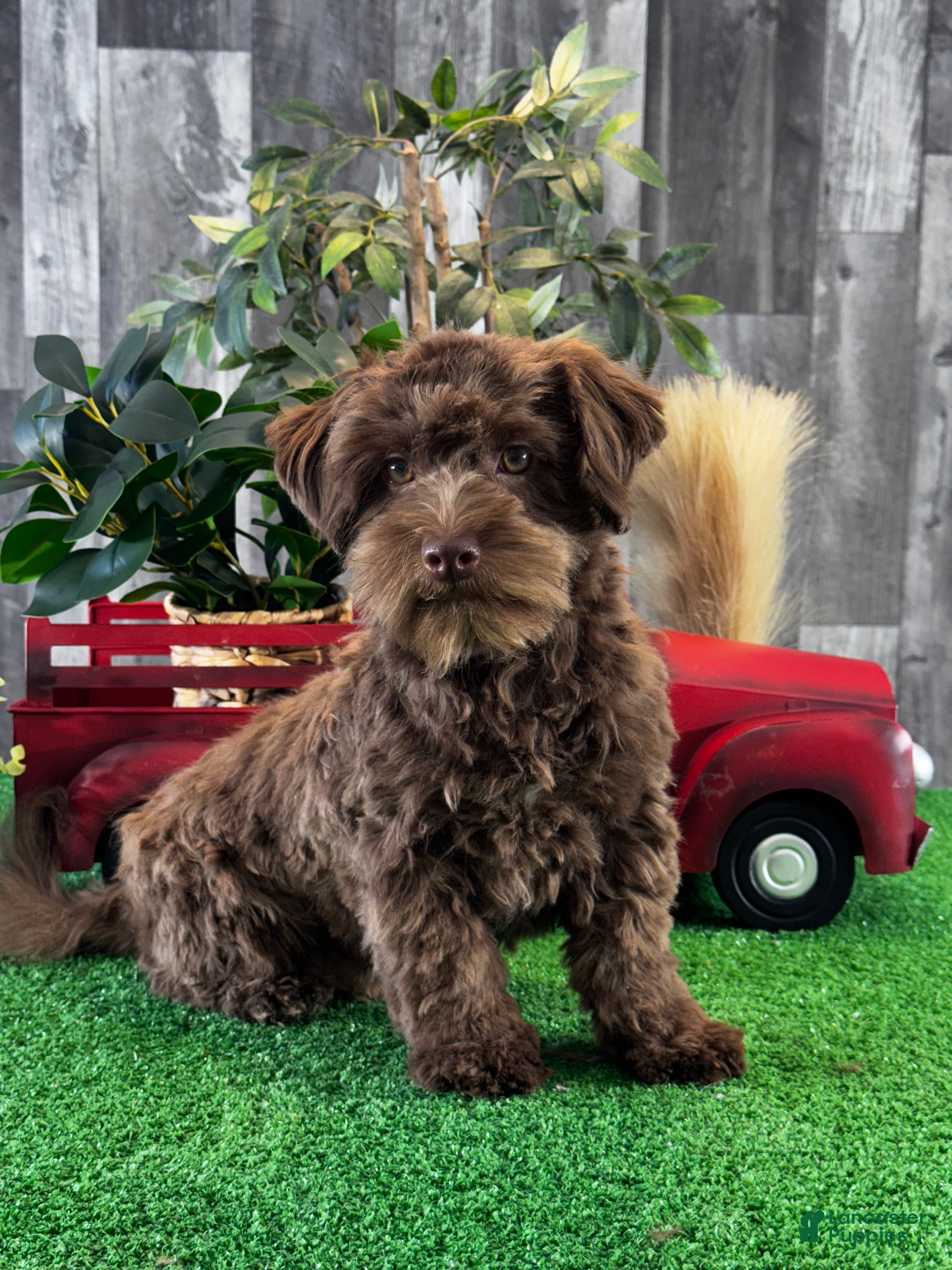 Havanese dogs Hiro - Ad 35