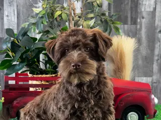 Havanese dogs Hiro - Ad 29