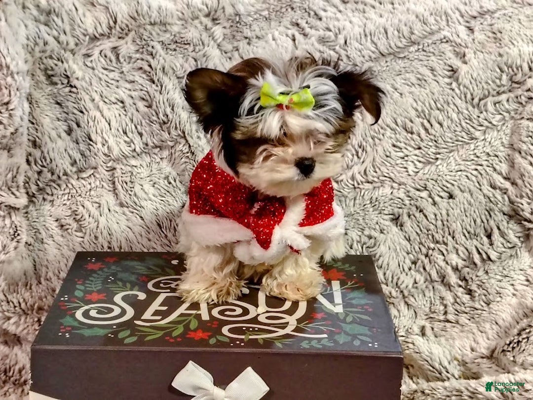 Yorkiepoo dogs for sale: Baby - Ad 3