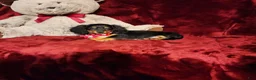 Miniature Dachshund dogs for sale: EMBERLY - Ad 7