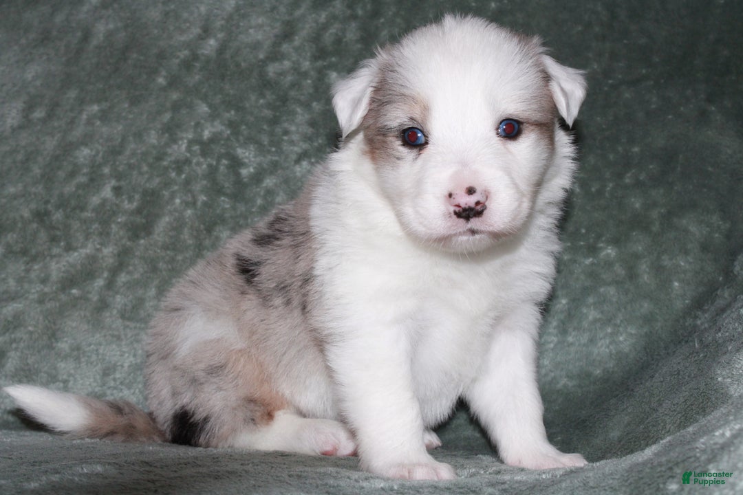 Mixed Breed dogs for sale: Finn - Ad 1