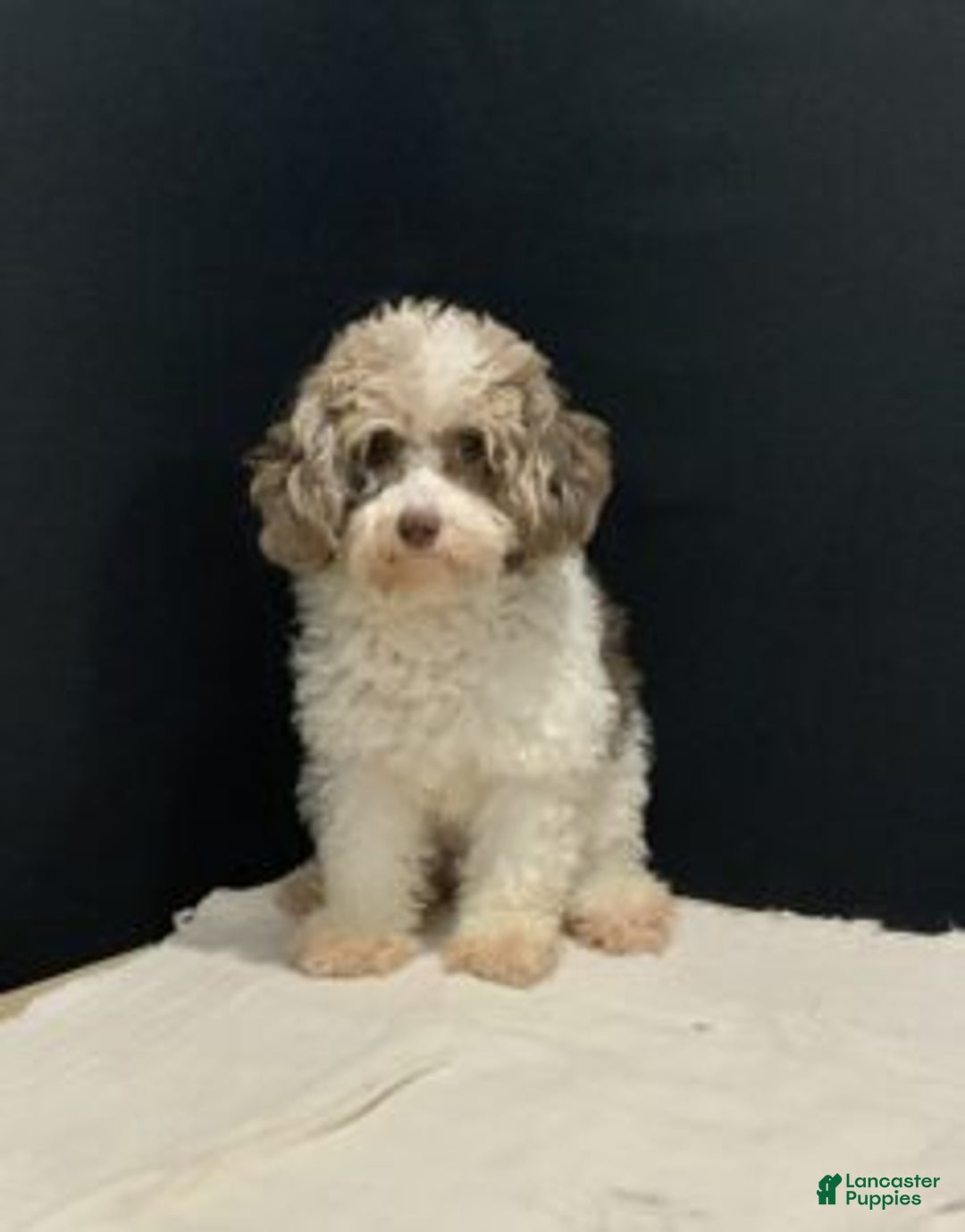Toy Poodle dogs for sale: betsy - Ad 8