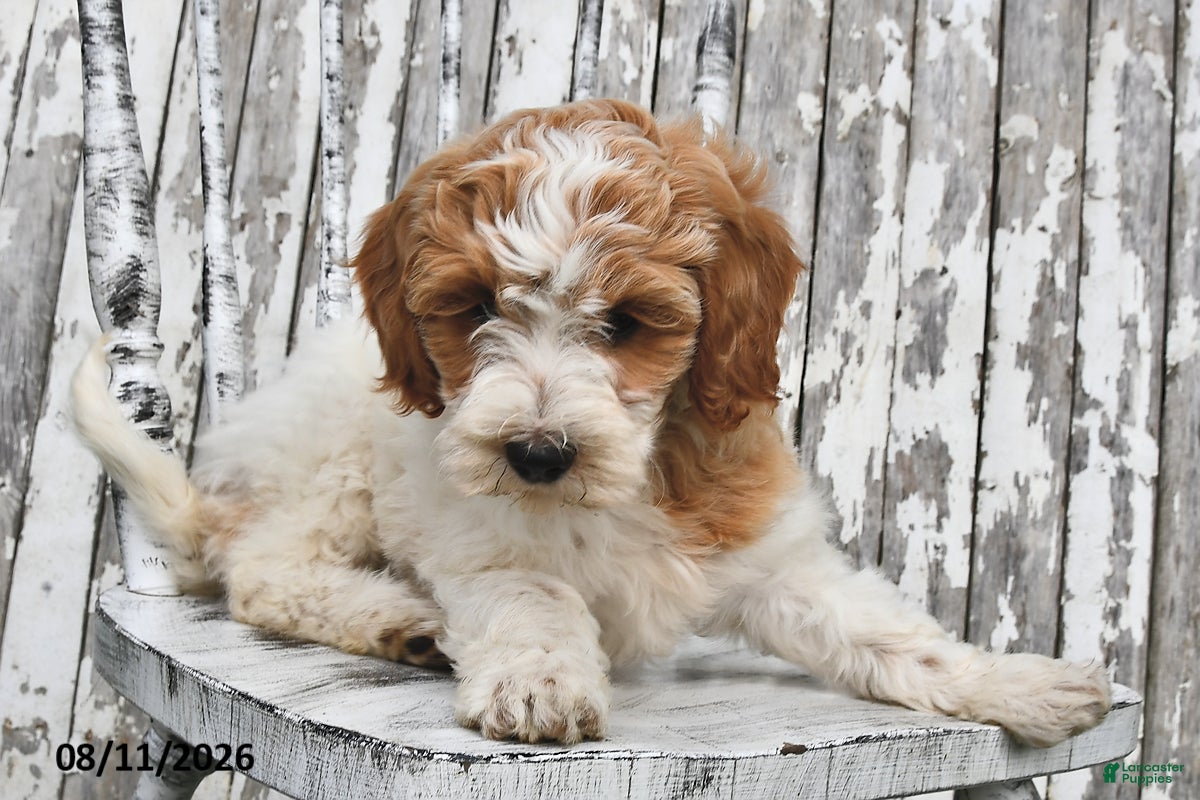 Goldendoodle dogs Sally - Ad 2