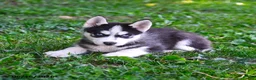 Alaskan Husky dogs for sale: Alastair - Ad 3