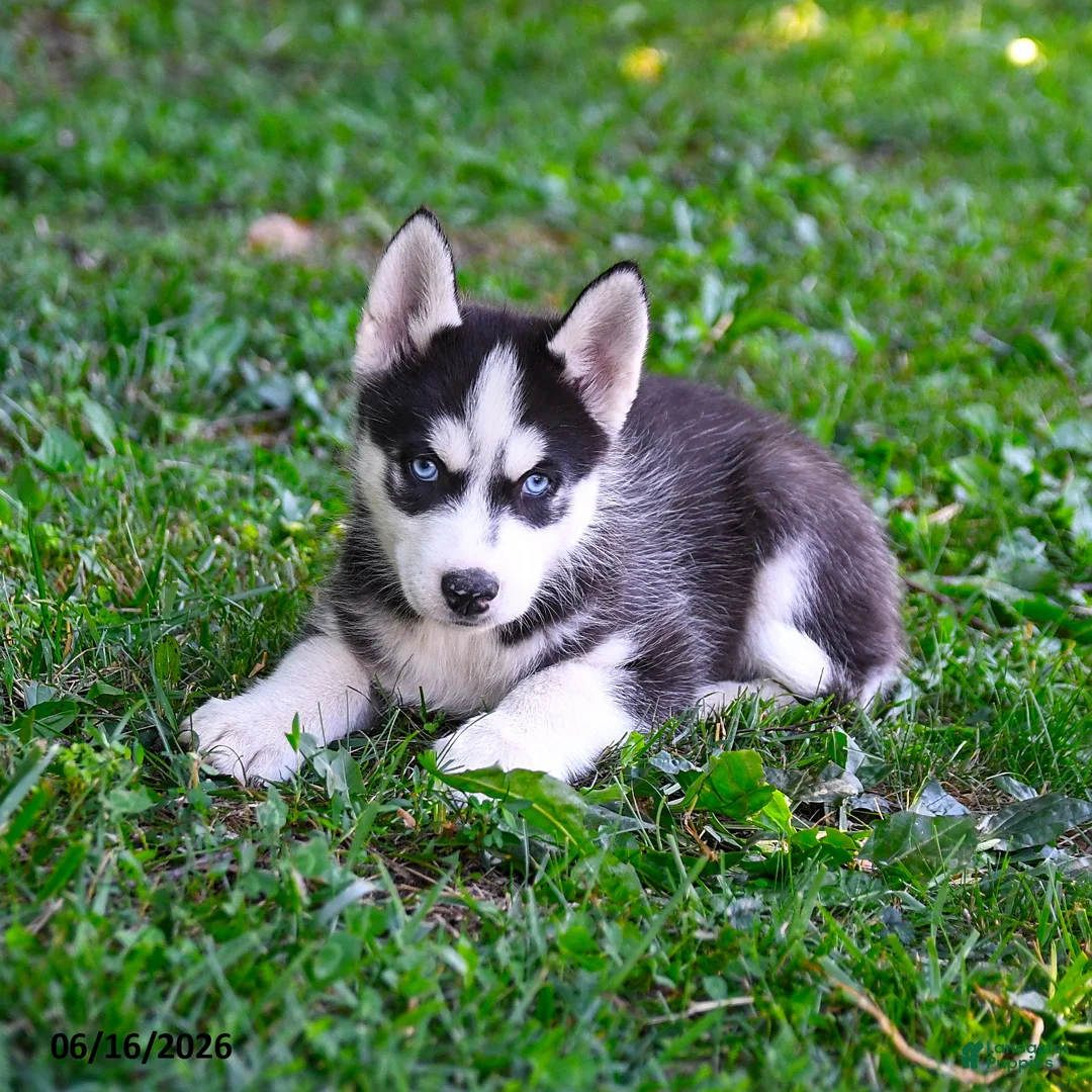 Alaskan Husky dogs for sale: Alastair - Ad 3