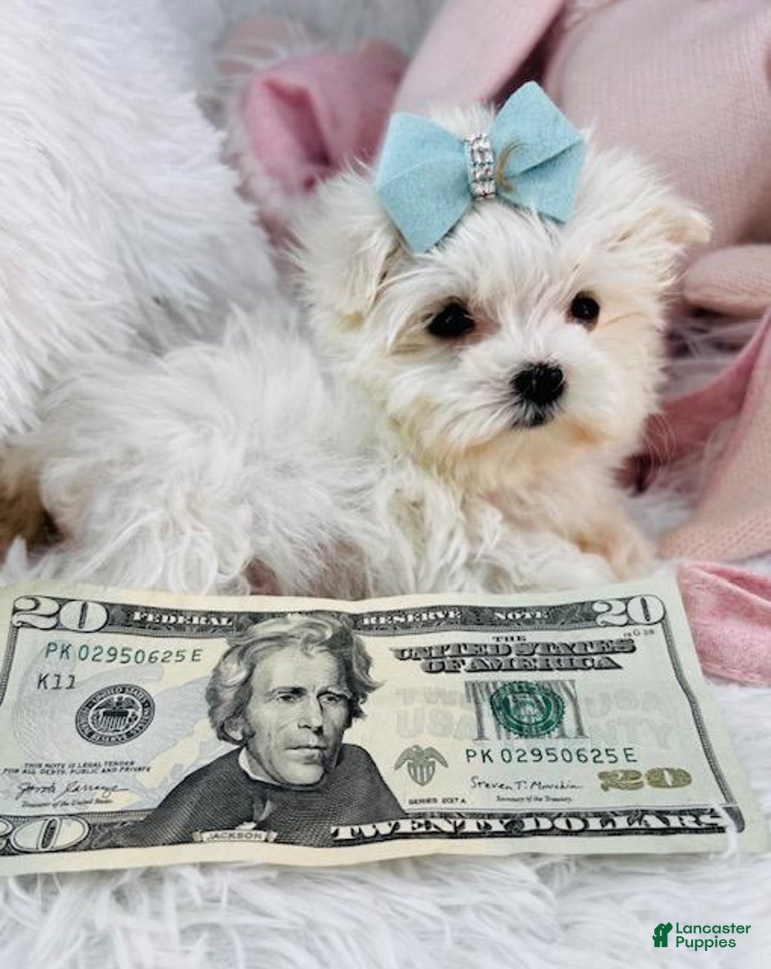 Maltese dogs for sale: Maltese Puppy 1 - Ad 2