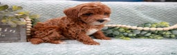 Mini Goldendoodle dogs for sale: Lacy - Ad 2