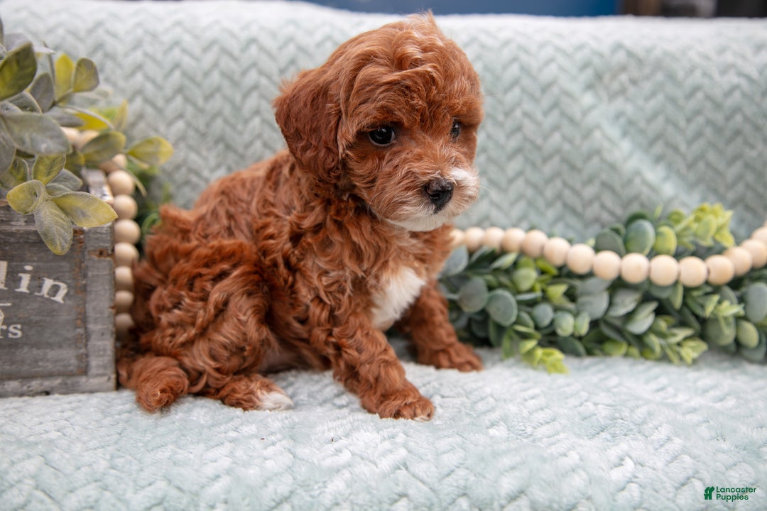 Mini Goldendoodle dogs for sale: Lacy - Ad 2