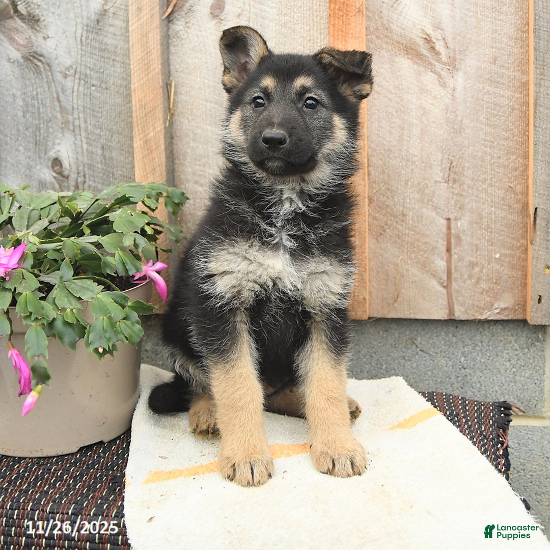 German Shepherd dogs for sale: Dreamer - Ad 2