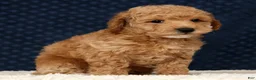 Bichpoo dogs for sale: Gander - Ad 9