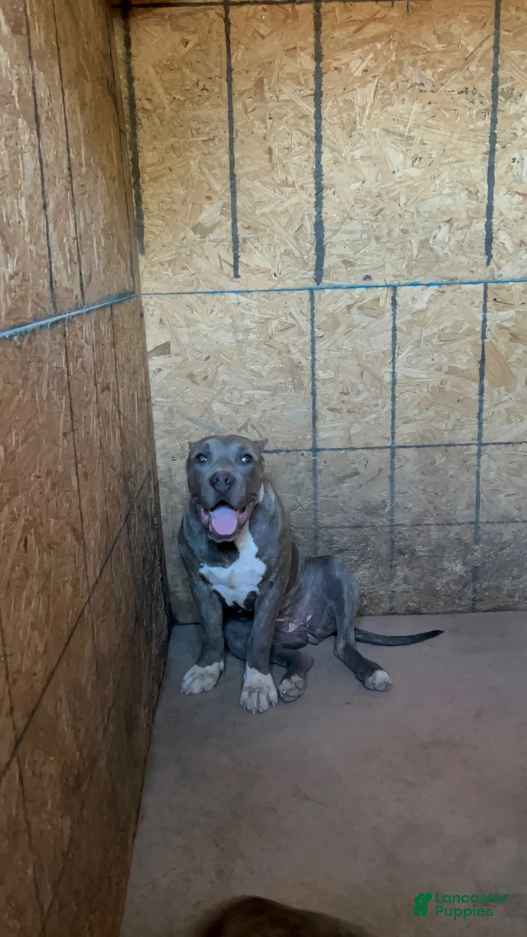 American Bully dogs for sale: American Bully(Female) - Ad 2