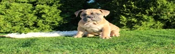 English Bulldog dogs for sale: Dallas - Ad 9