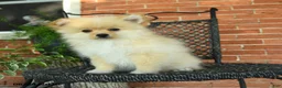 Pomeranian dogs for sale: Gypsy - Ad 3